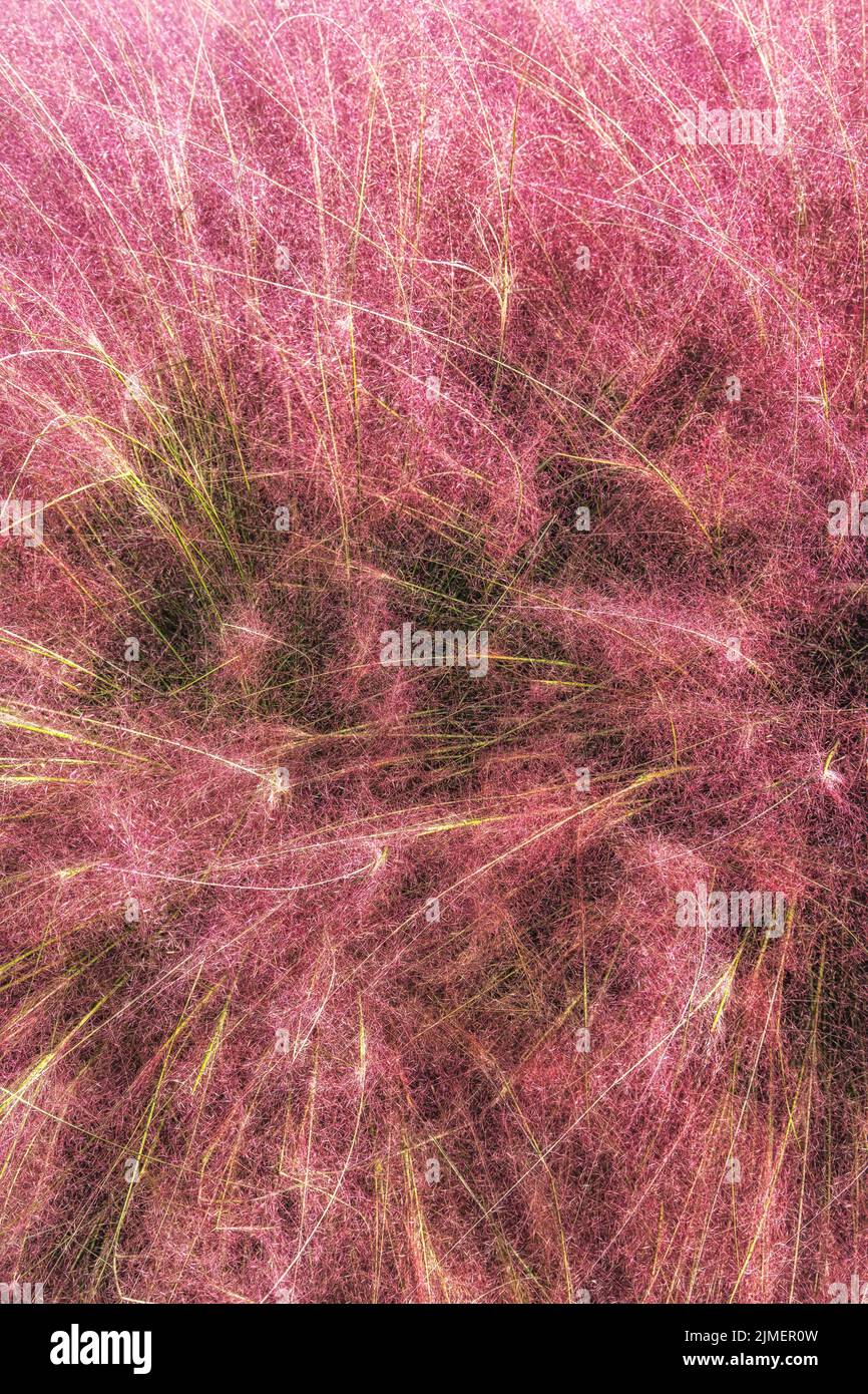 Campo di Pink Muhly erba Foto Stock