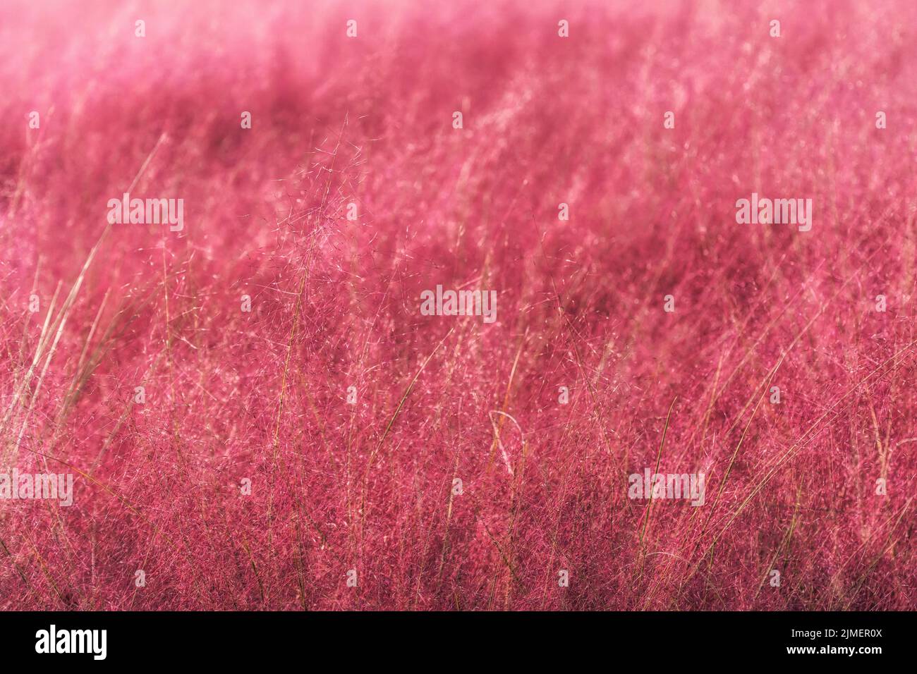 Campo di Pink Muhly erba Foto Stock