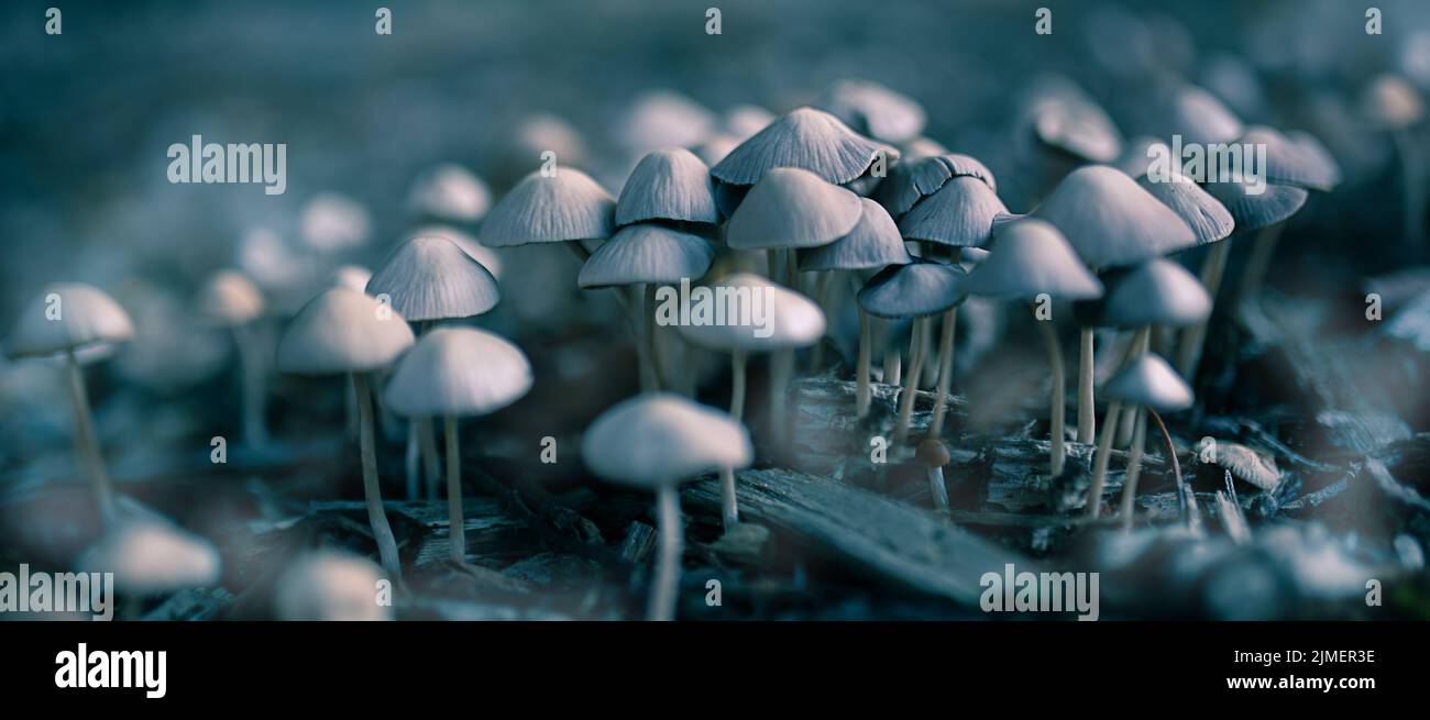 Una colonia di funghi cresce da legno marcio driftwood nella foresta. Foto Stock