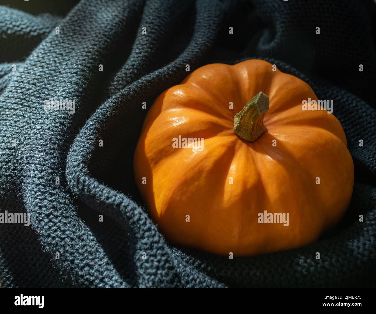 Zucca avvolta in una sciarpa blu. Autunno sfondo con luce solare. Foto Stock