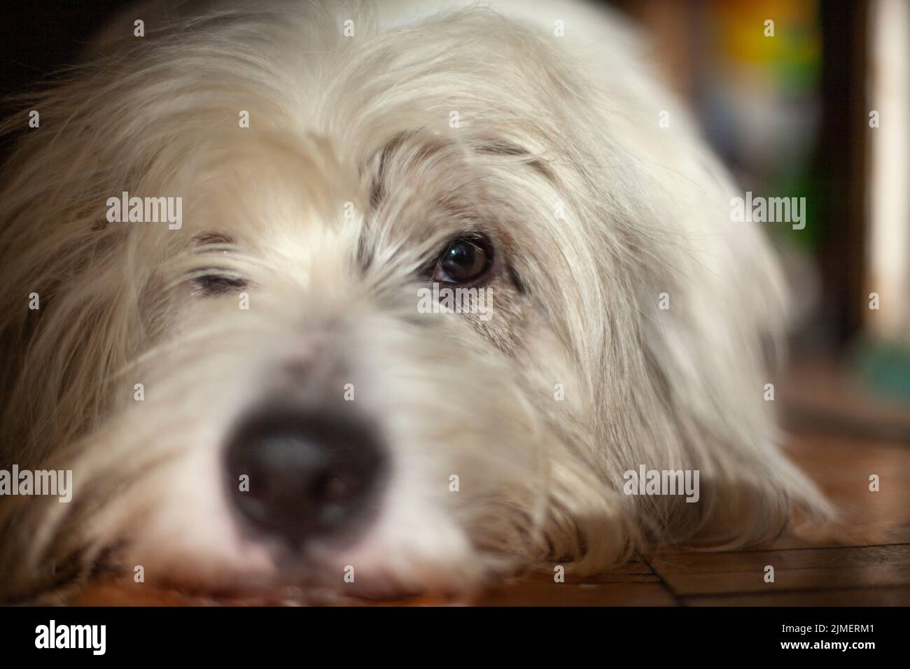 Il cane è sdraiato sul pavimento. Museruola del cane. L'animale a casa è annoiato. Animali domestici nell'appartamento. Foto Stock