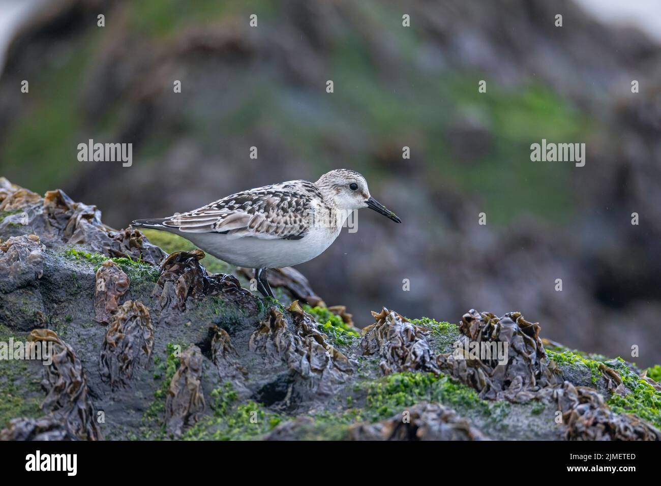 Un Sanderling cerca cibo tra lattuga di mare su una roccia nel surf / Calidris alba Foto Stock