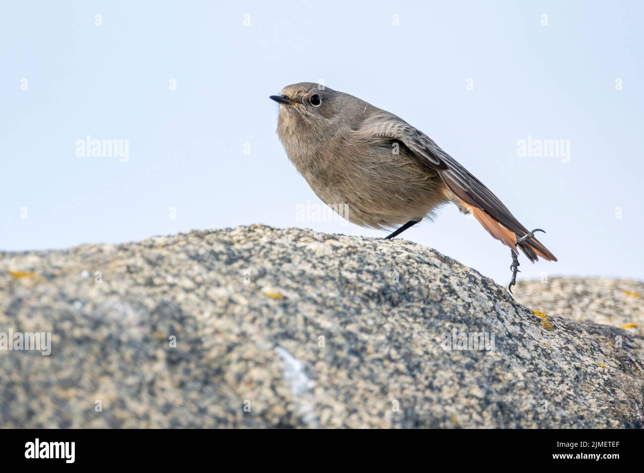 Nero Redstart maschio in non-breeding plumage si allunga un'ala / Phoenicurus ochruros Foto Stock