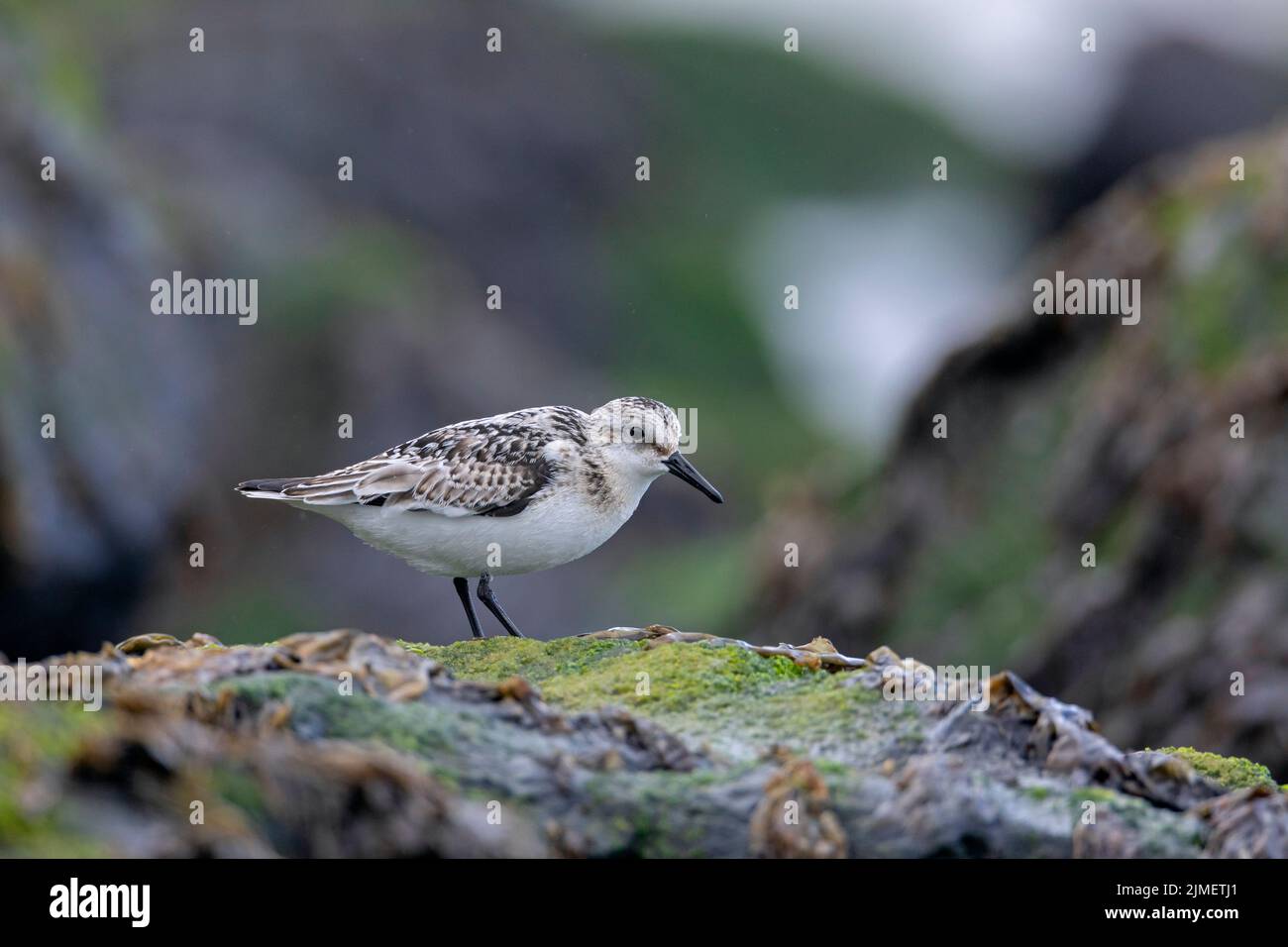 Un Sanderling cerca cibo tra lattuga di mare su una roccia nel surf / Calidris alba Foto Stock