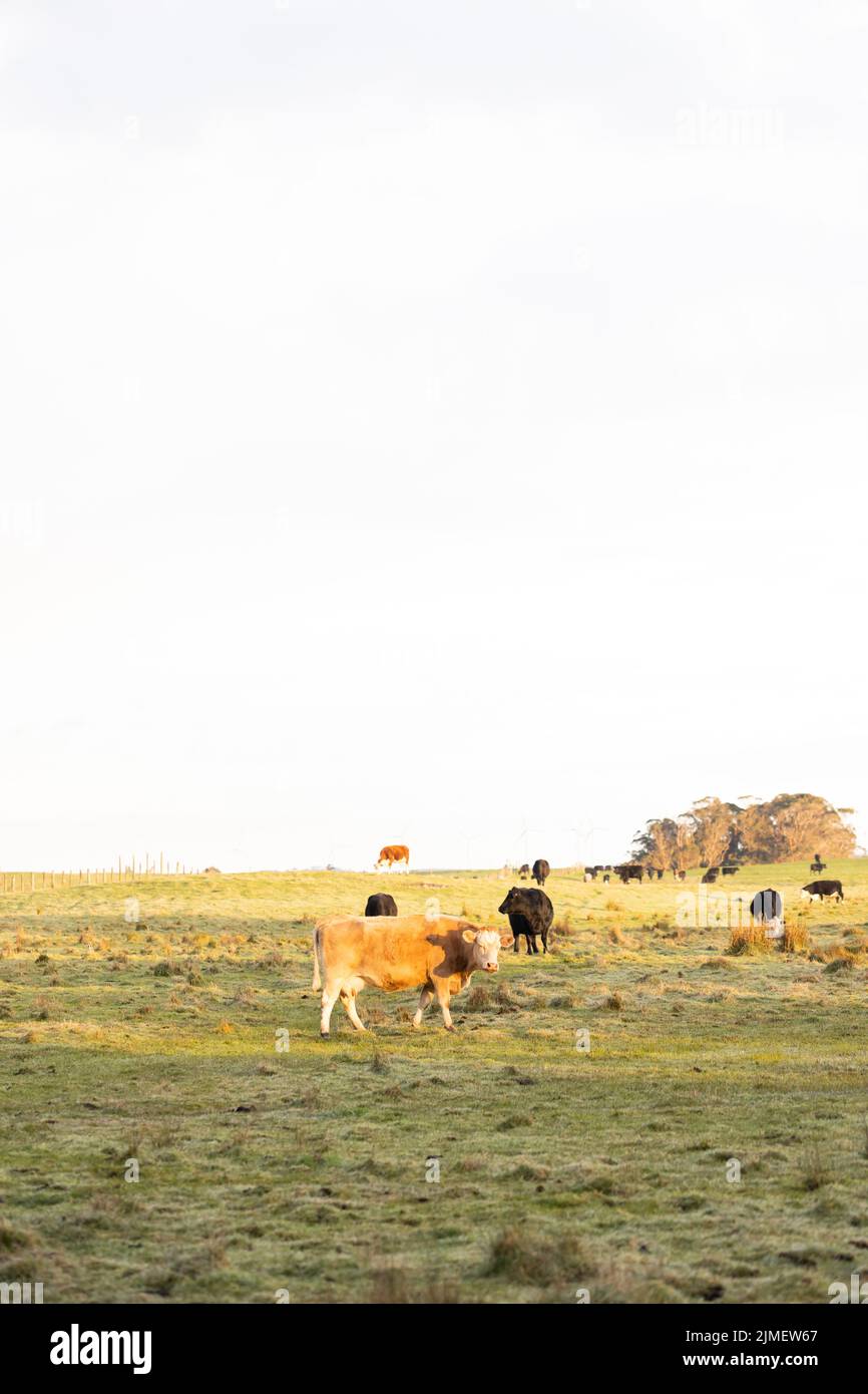 Una mucca in un paddock australiano di paese con spazio di copia sopra Foto Stock
