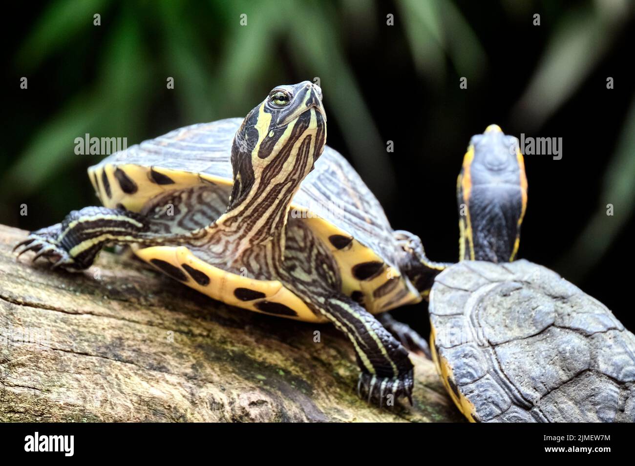 Tartaruga d'orecchio di colore giallo (Trachemys scripta scripta). Foto Stock