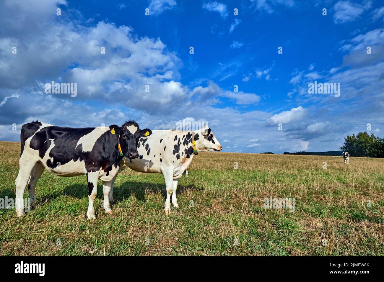 Giovani mucche nel pascolo. Foto Stock