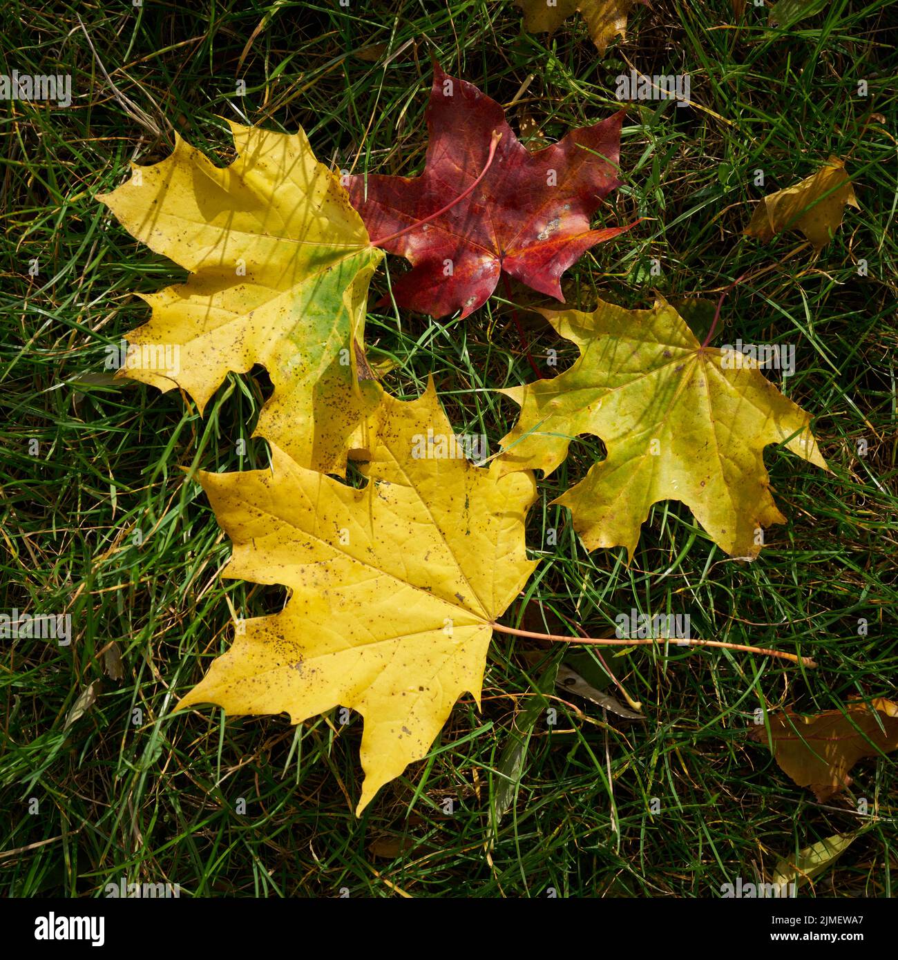 Foglie di acero norvegese (Acer platanoides) con colorazione autunnale su un prato Foto Stock