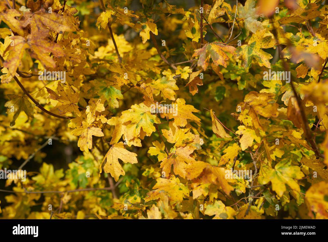 Foglie di acero da campo (Acer campestre) con colorazione autunnale Foto Stock