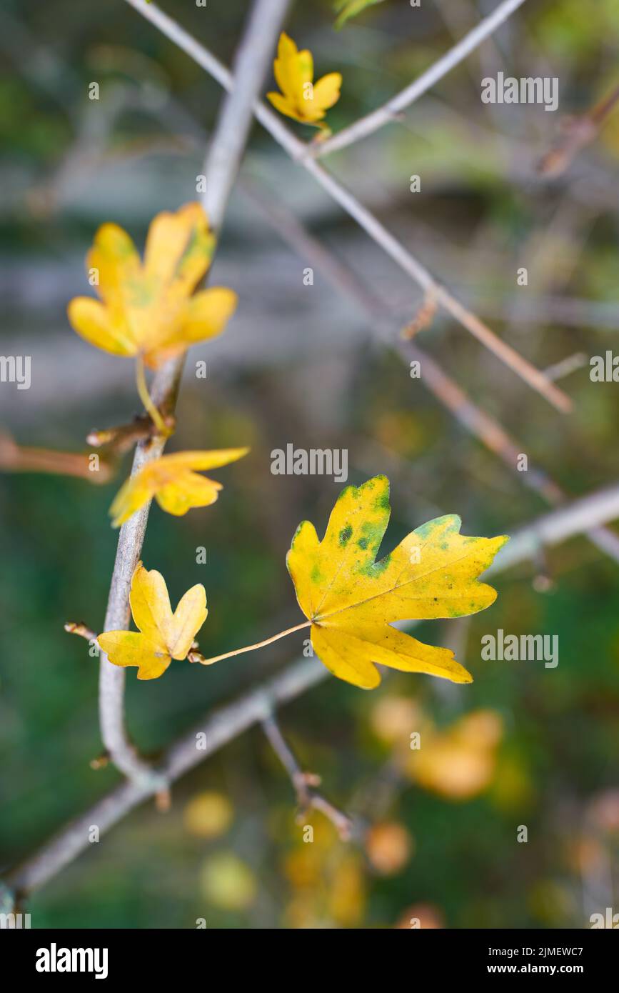 Foglie di acero da campo (Acer campestre) con colorazione autunnale Foto Stock