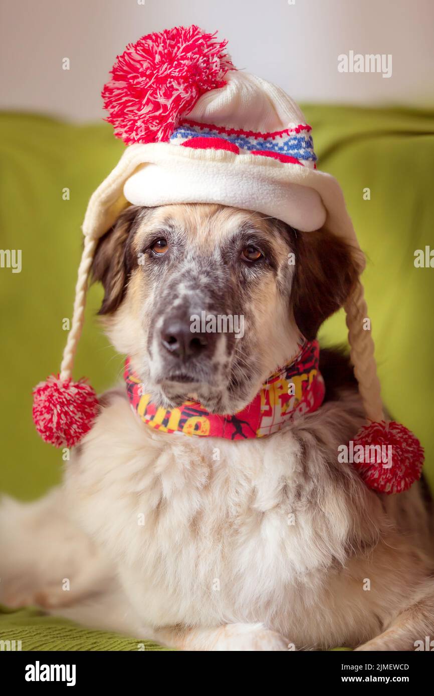 Ritratto divertente di cane grande in cappello Foto Stock