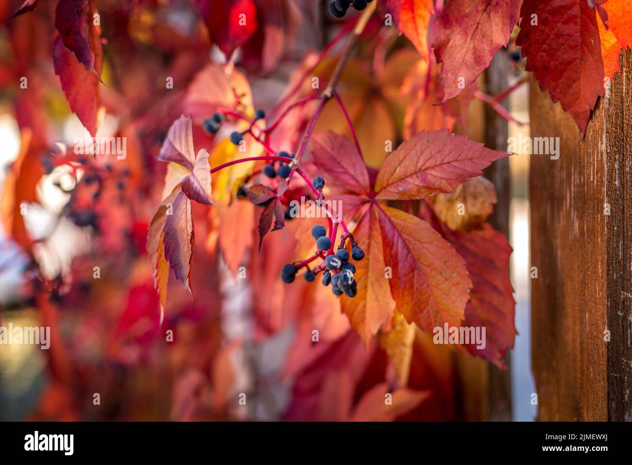 Primo piano delle foglie d'uva Autunno Selvaggio Foto Stock
