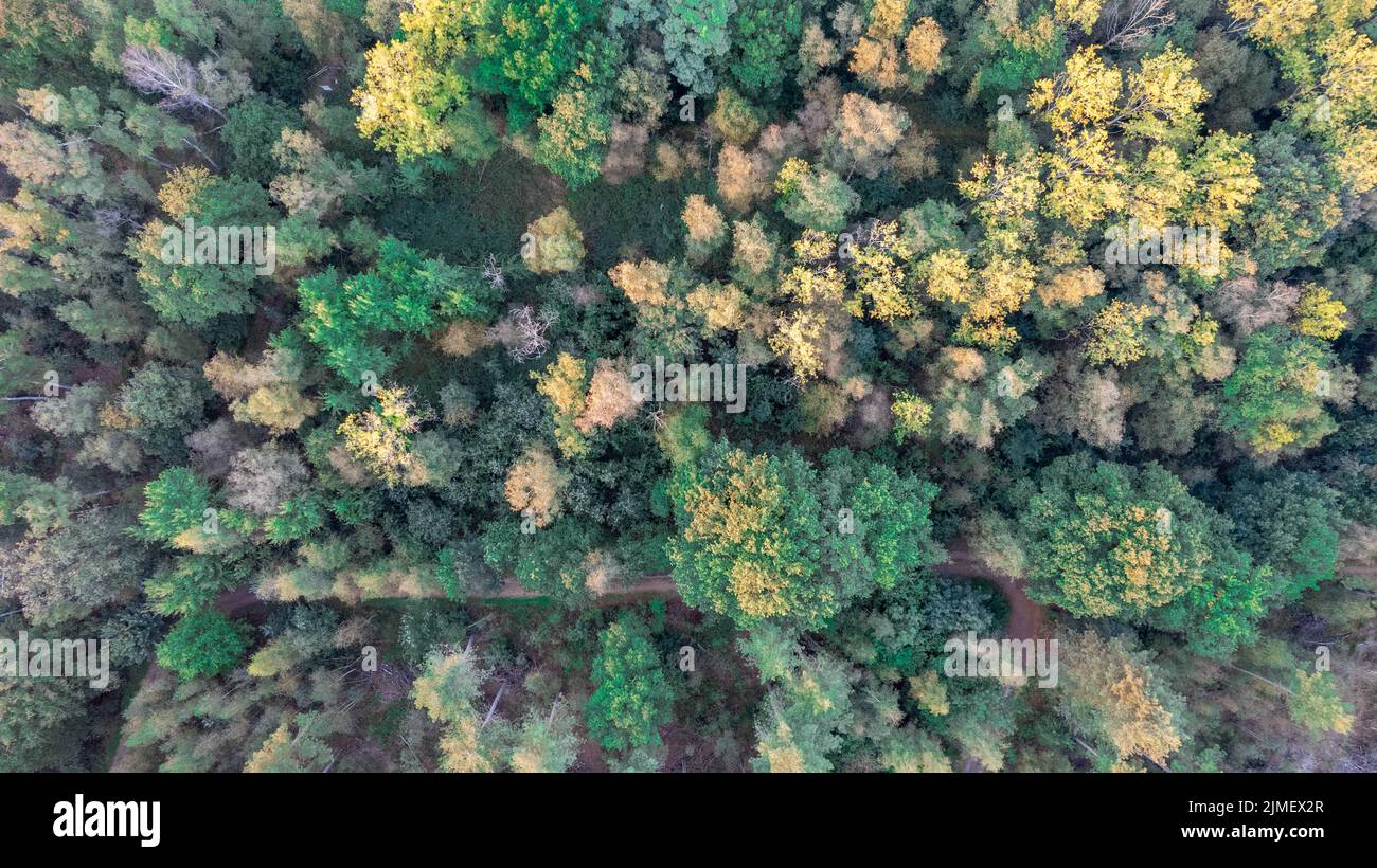 Veduta aerea di uccelli sopra la bella foresta temperata di conifere sopra gli alberi che mostrano la foresta di pino verde stupefacente differente co Foto Stock