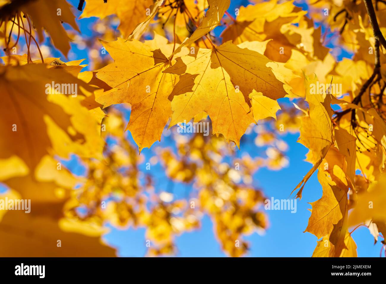 Foglie di acero norvegese (Acer platanoides) con colorazione giallo autunno alla luce posteriore Foto Stock