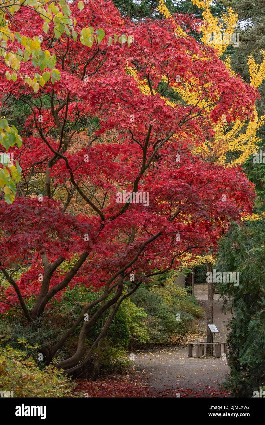 Colori di autunno Foto Stock