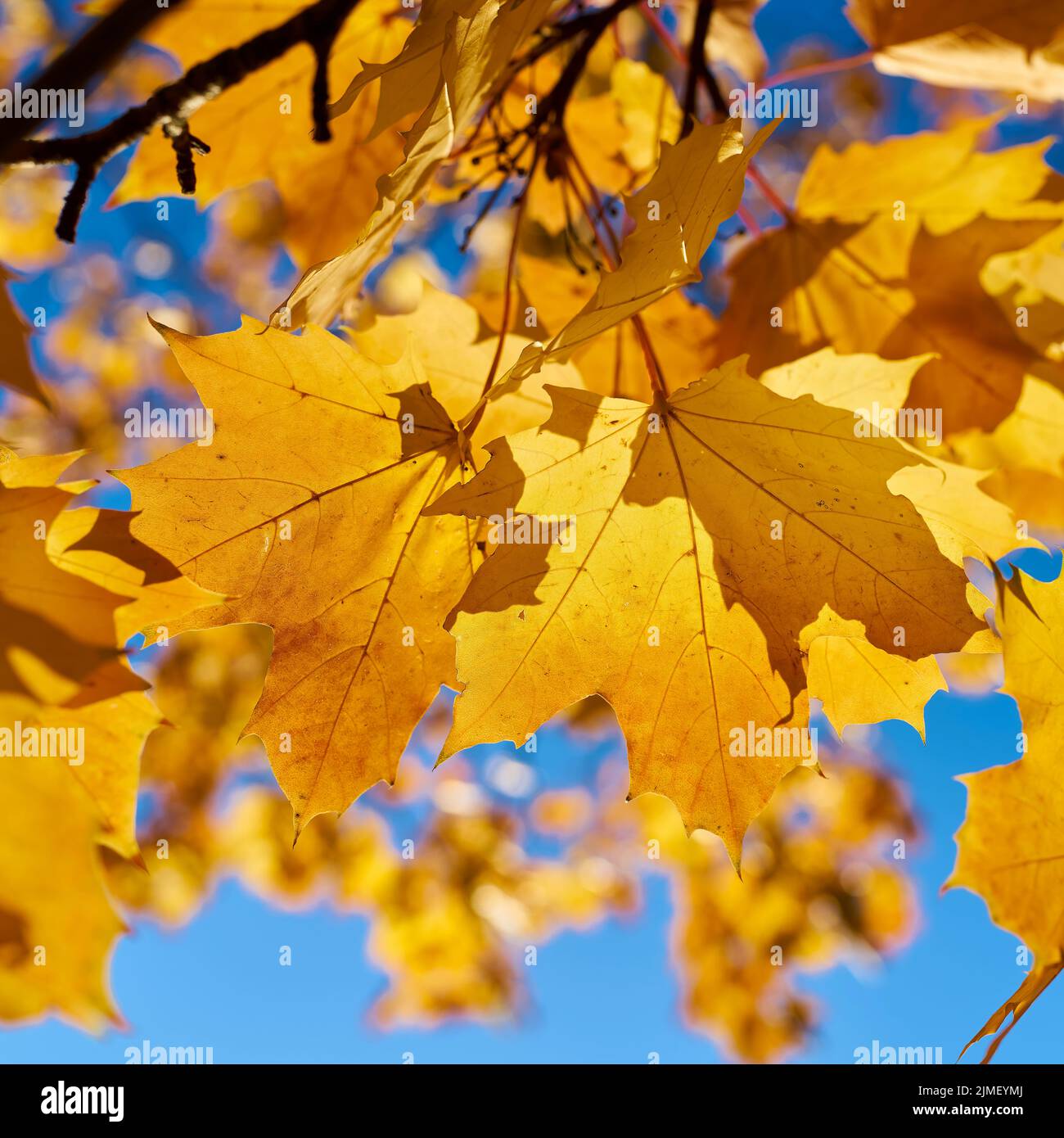 Foglie di acero norvegese (Acer platanoides) con colorazione giallo autunno alla luce posteriore Foto Stock