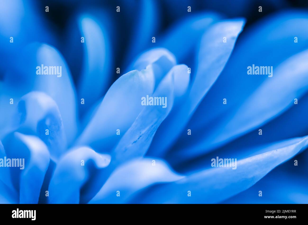 Astratto sfondo floreale, fiore blu crisantemo. Macro fiori sfondo per il design del marchio per le vacanze Foto Stock