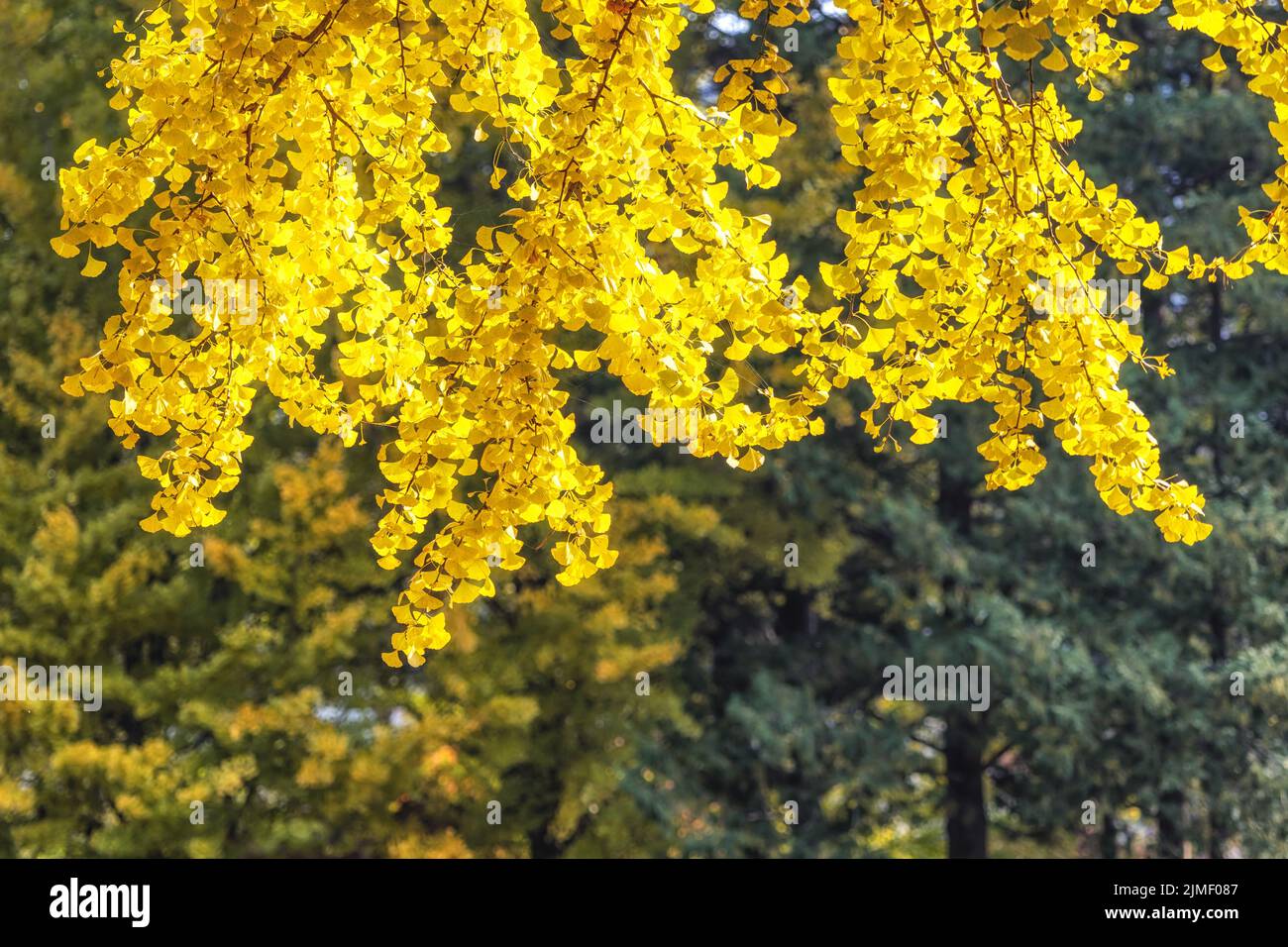 Albero di gingko fogliame autunnale Foto Stock