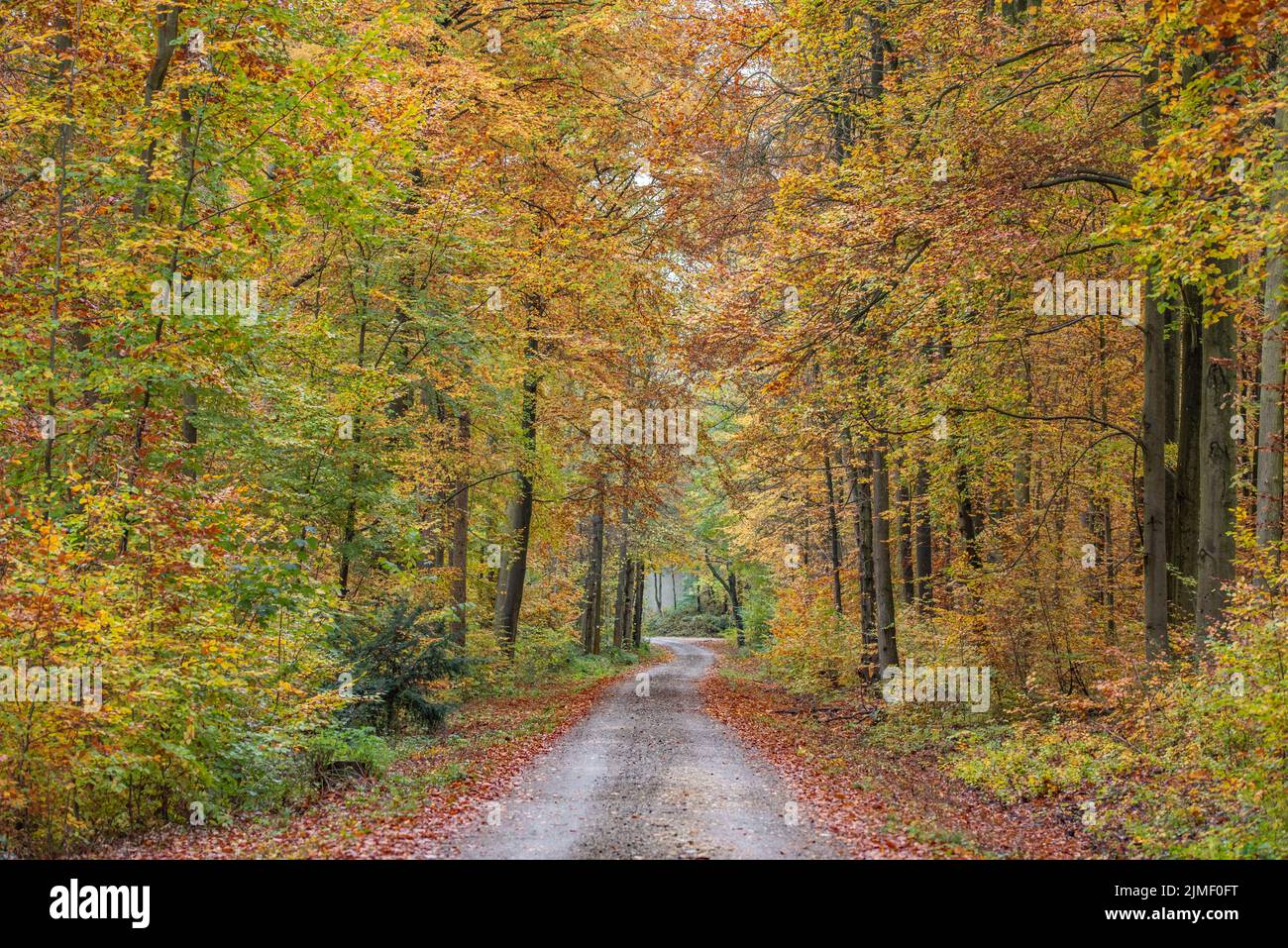 Foresta di autunno Foto Stock