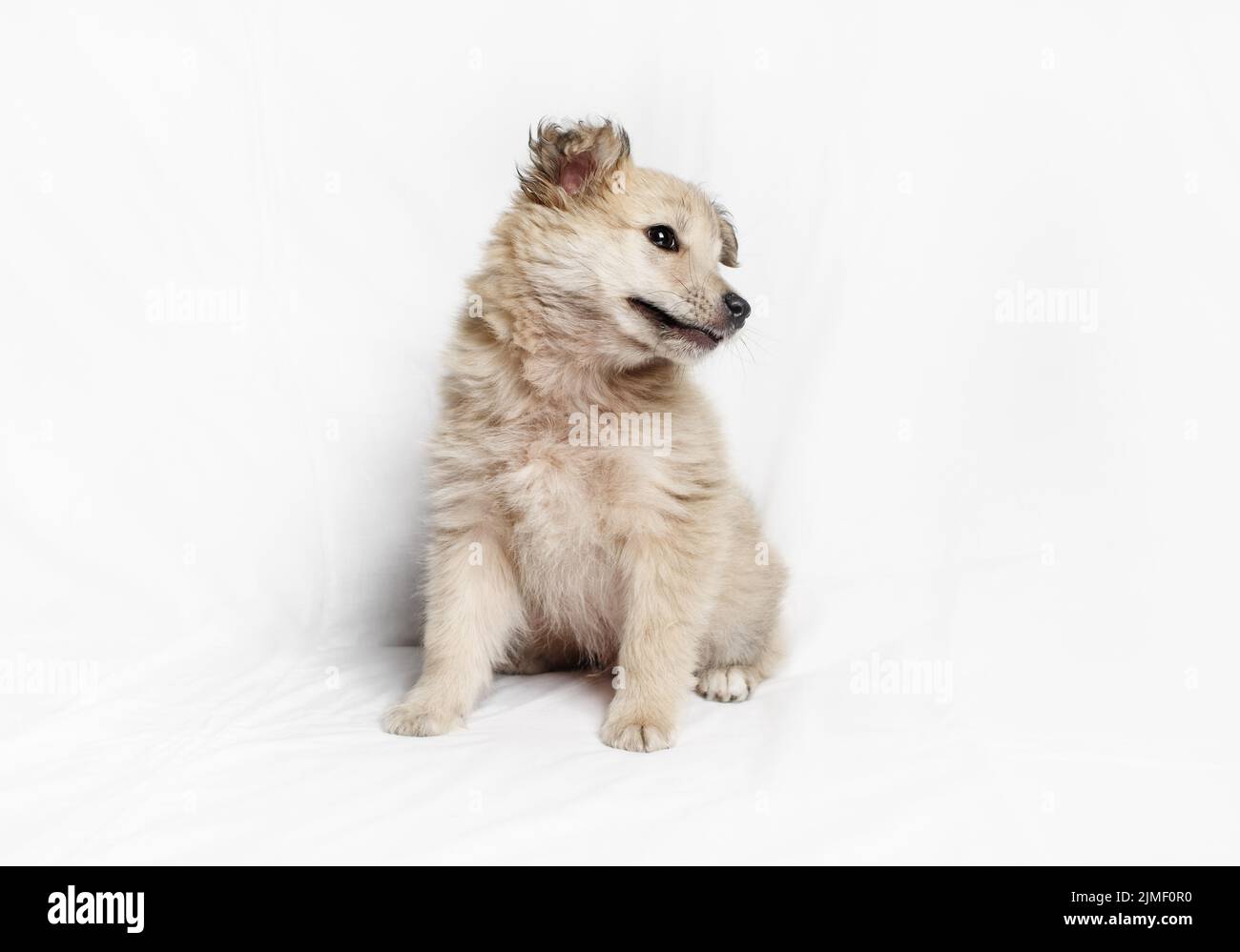 Cucciolo cane siede Foto Stock