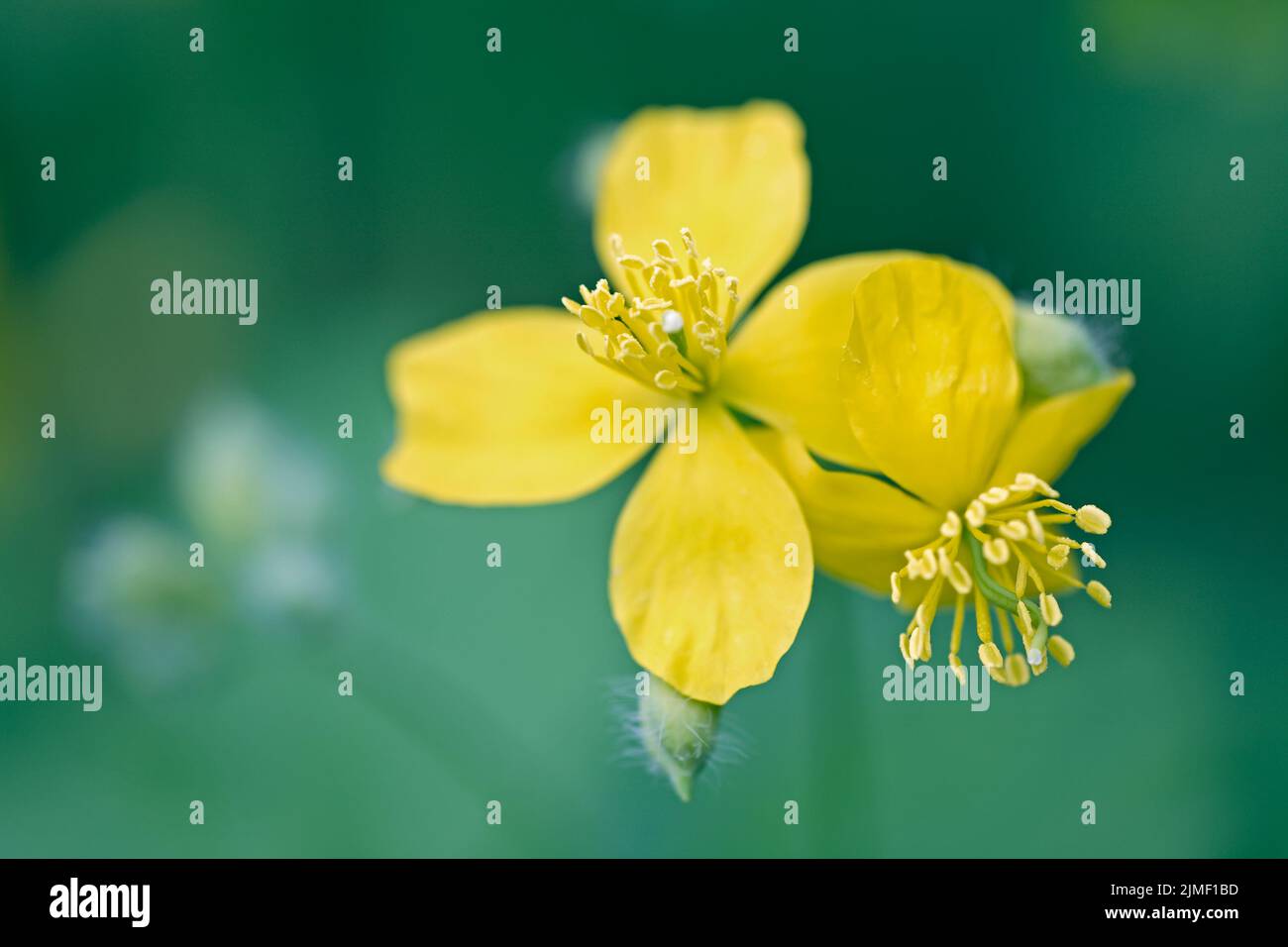 Grande Celandine fioritura Foto Stock