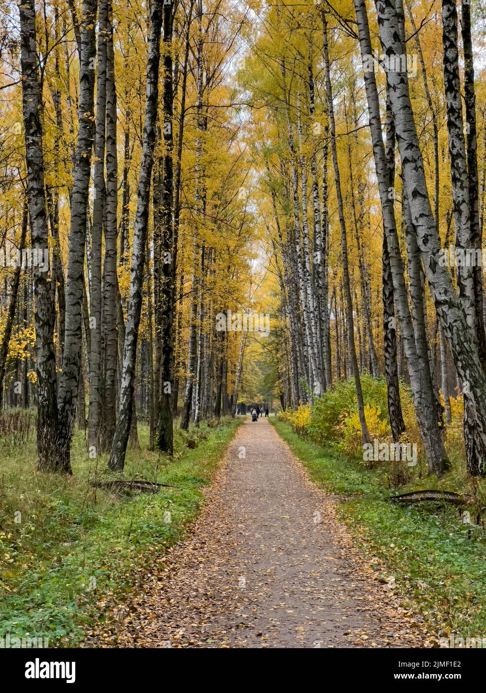 Il percorso nel parco autunnale, foglie gialle su alberi e sul terreno, lunghe ombre di alberi, persone a piedi, raggi di sole del su Foto Stock