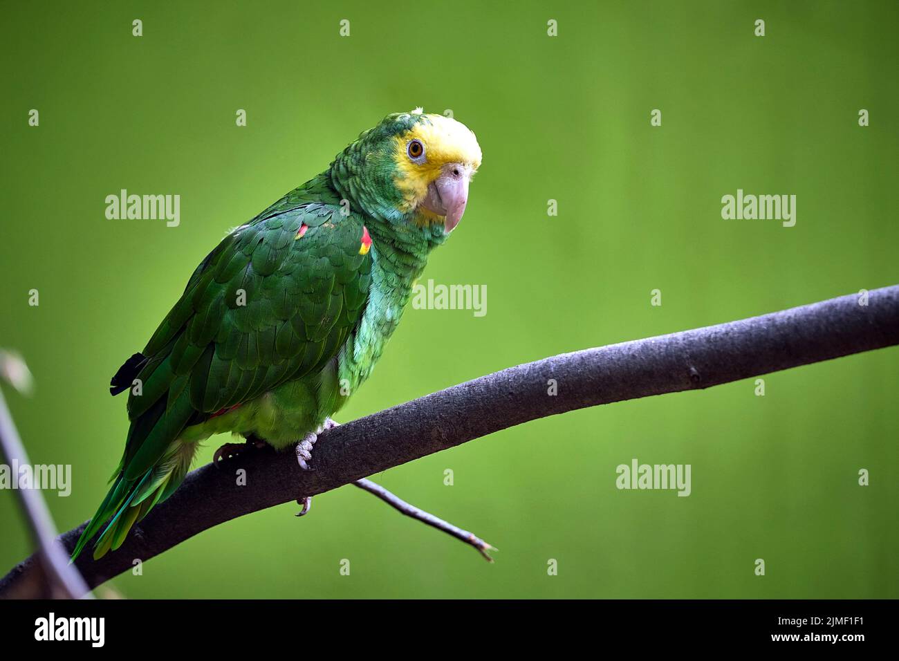 Pappagallo dalla testa gialla (Amazona ocrococephala). Foto Stock