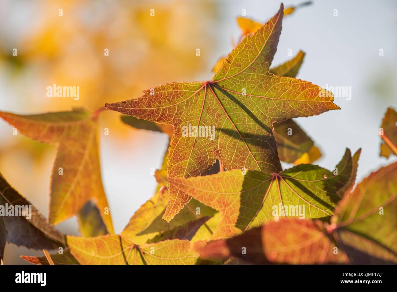 Liquidambar Foto Stock