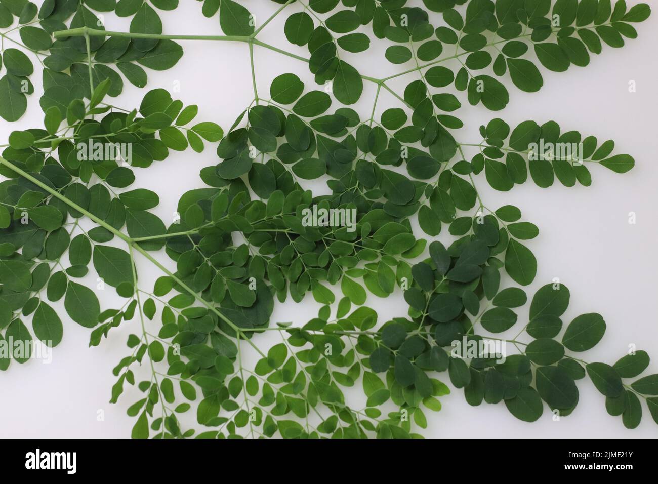Moringa foglie. Foglie di bastone, albero di rafano, e ben olio albero o di benzulivo. Sono nutrizionalmente molto ricchi, lasciando dietro carro Foto Stock