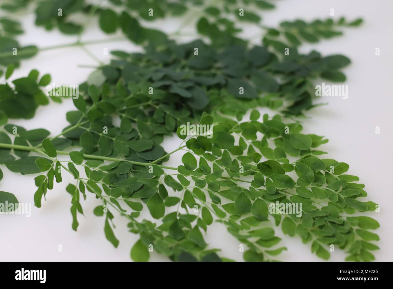 Moringa foglie. Foglie di bastone, albero di rafano, e ben olio albero o di benzulivo. Sono nutrizionalmente molto ricchi, lasciando dietro carro Foto Stock