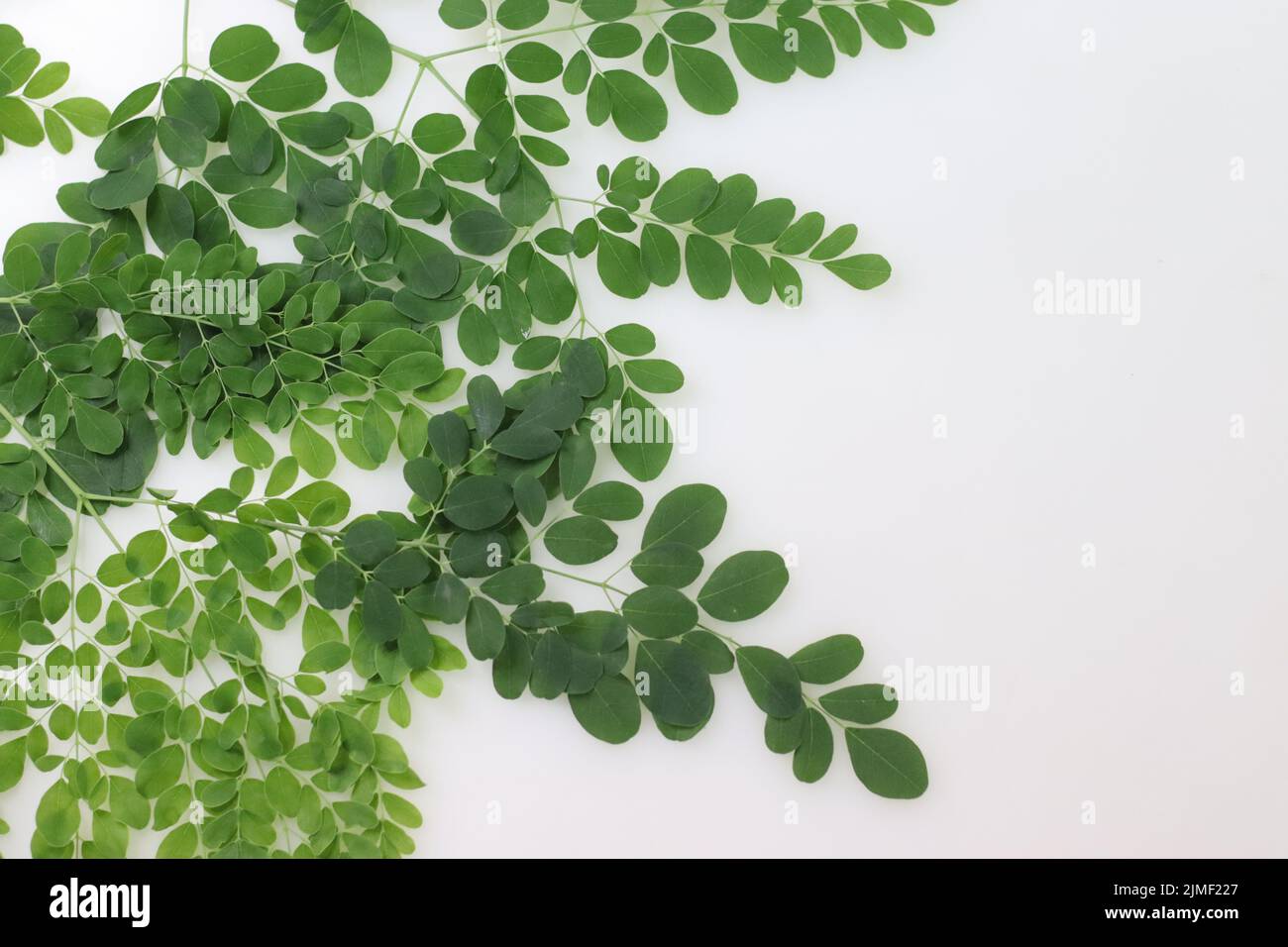 Moringa foglie. Foglie di bastone, albero di rafano, e ben olio albero o di benzulivo. Sono nutrizionalmente molto ricchi, lasciando dietro carro Foto Stock