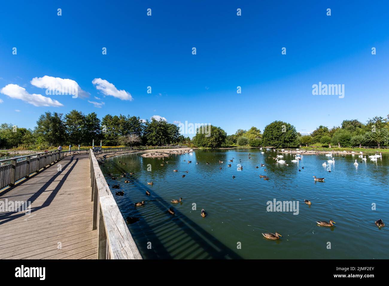 Slimbridge Foto Stock