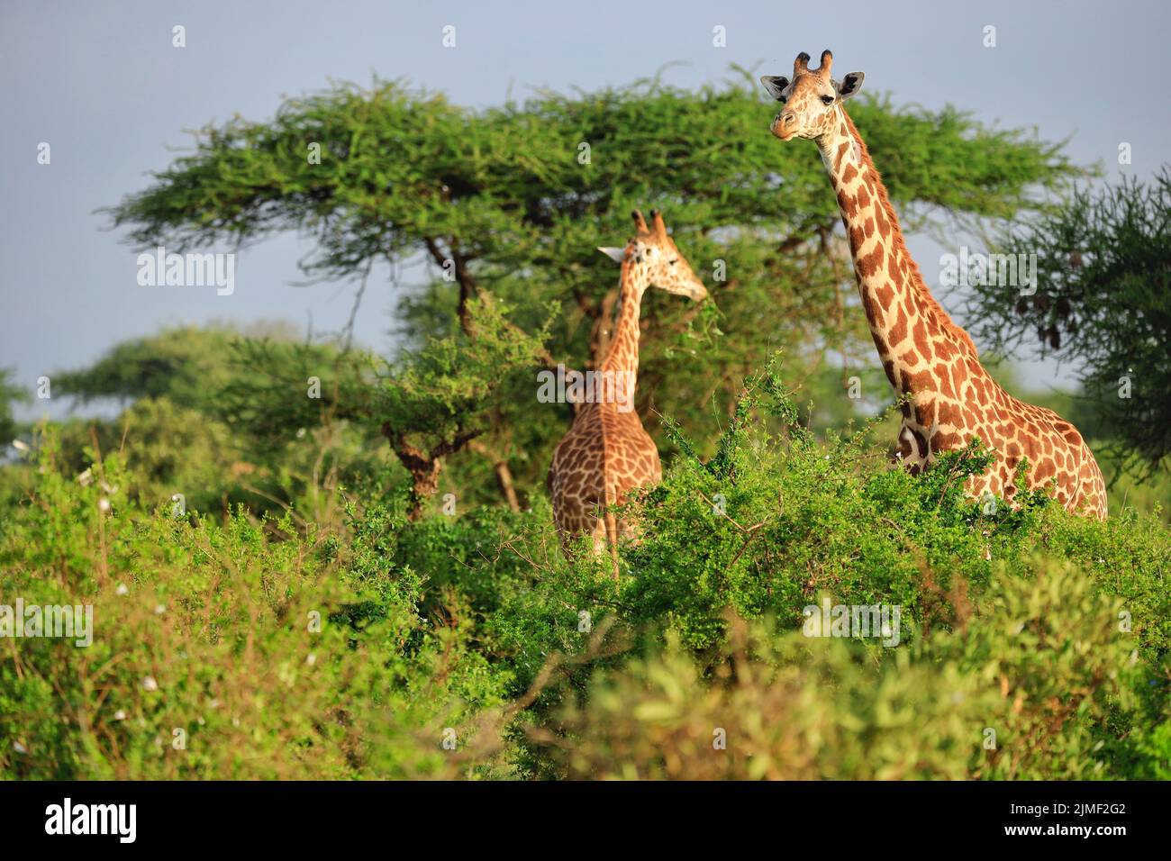 Masai Giraffe a Tsavo East Nationalpark, Kenya, Africa Foto Stock