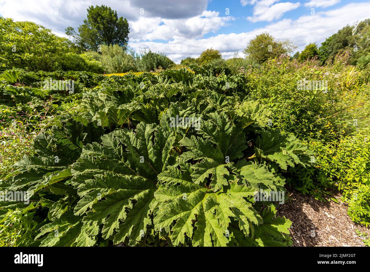Gunnera manicata Gigante Ornamental Rhubarb Stagno Marginal Bog pianta WWT Slimbridge. Foto Stock