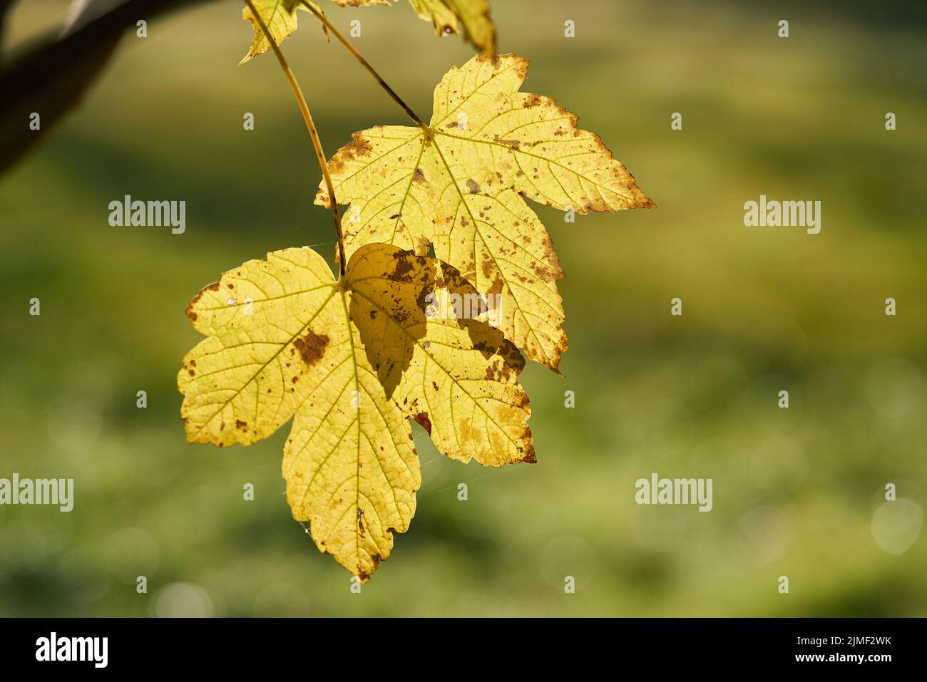 Foglie di acero sicomoro (Acer pseudoplatanus) di colore giallo autunno in un parco nel mese di ottobre Foto Stock