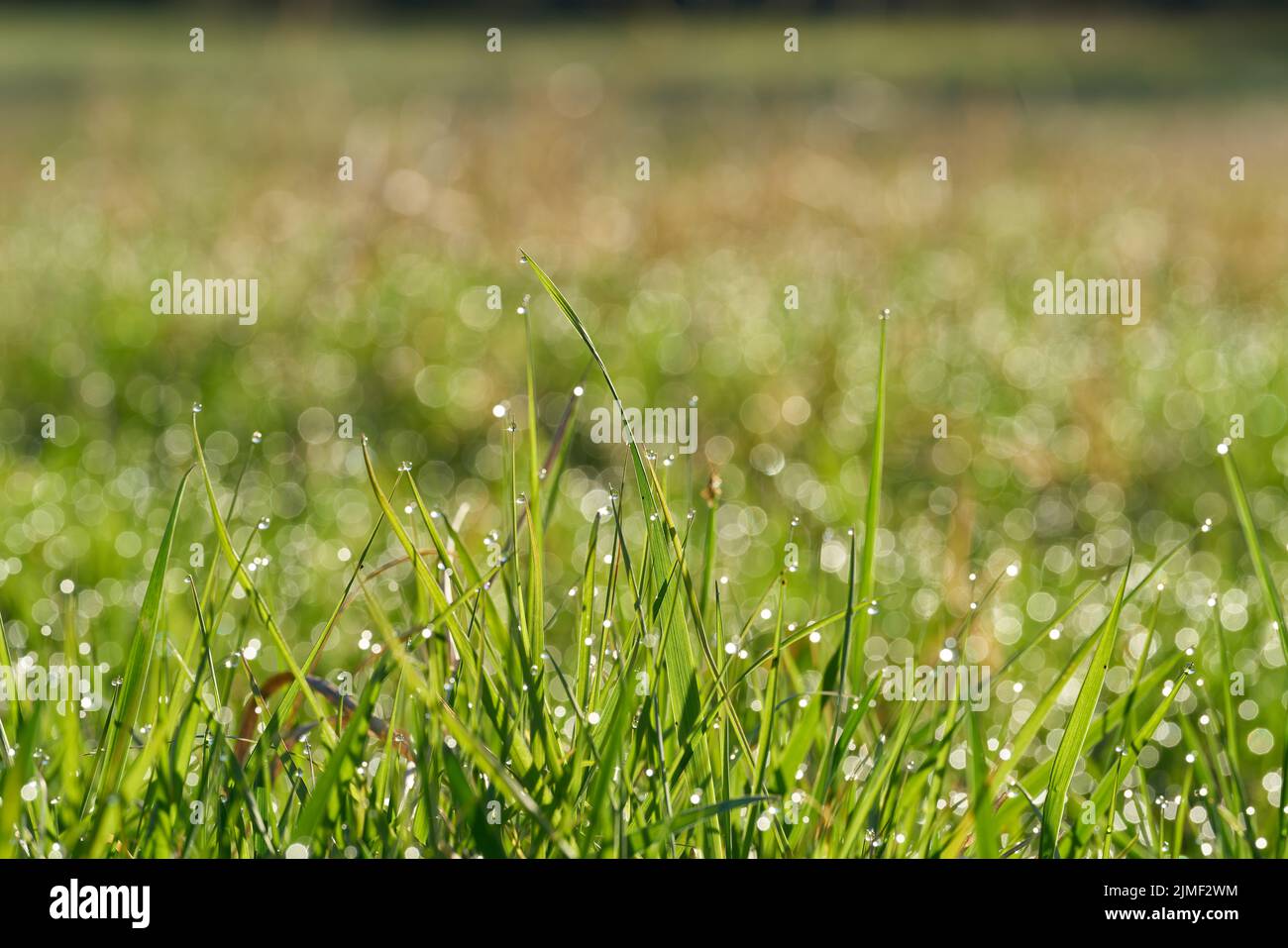 Erba con gocce di rugiada su un prato in anticipo mattina all'alba Foto Stock