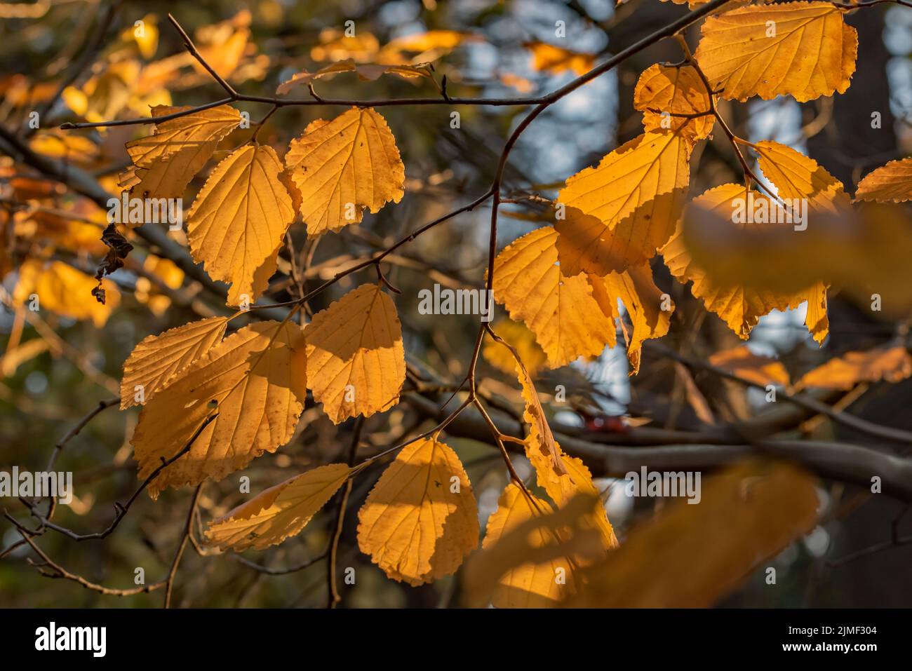 Il nocciolo di strega Virginiano Foto Stock