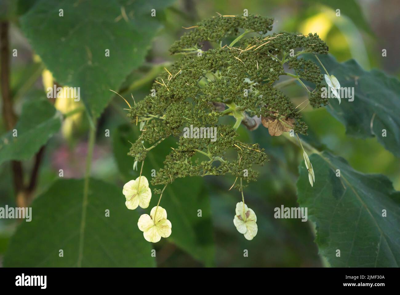 Idrangea foresta Foto Stock