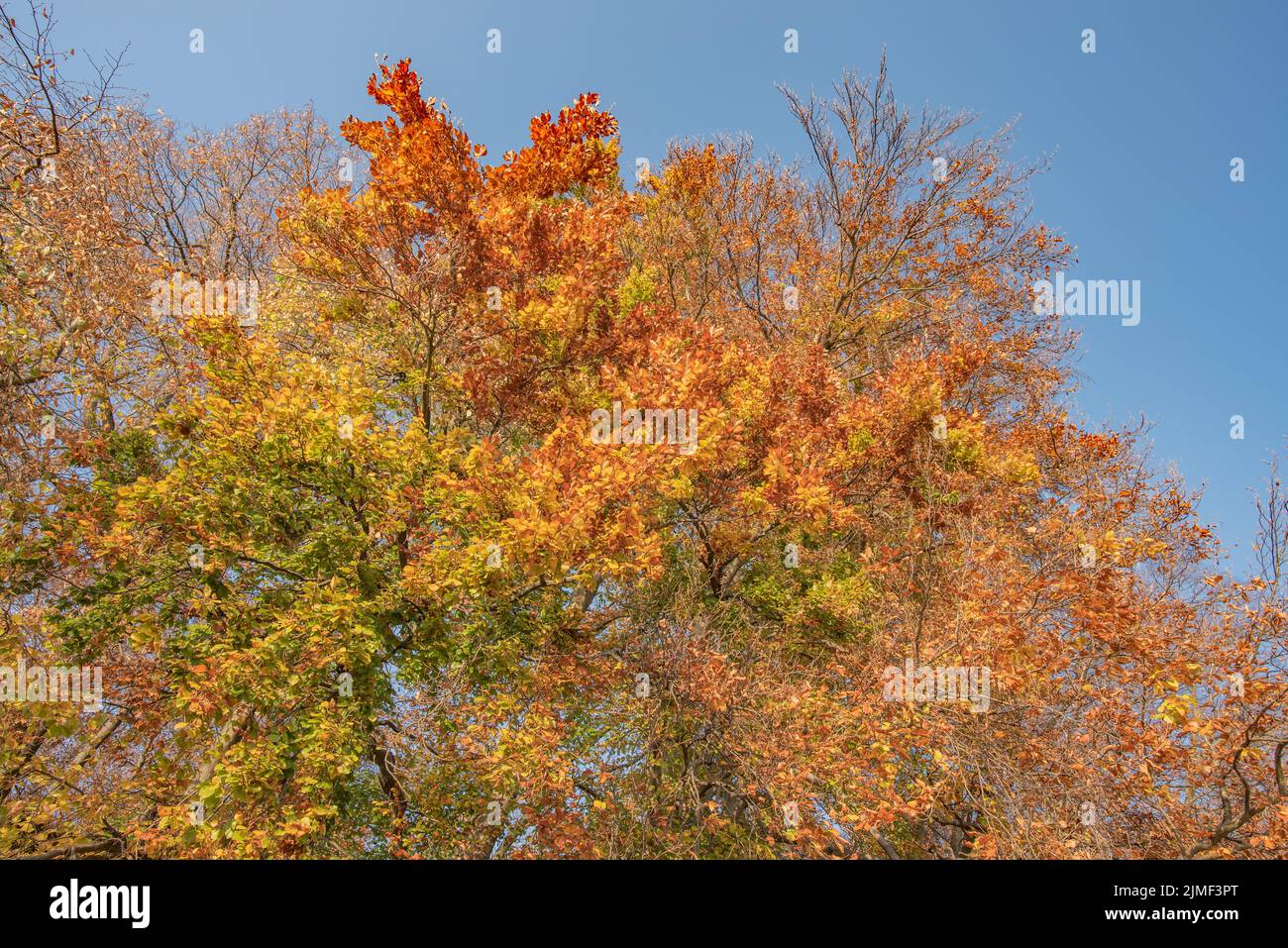 Autunno Foto Stock