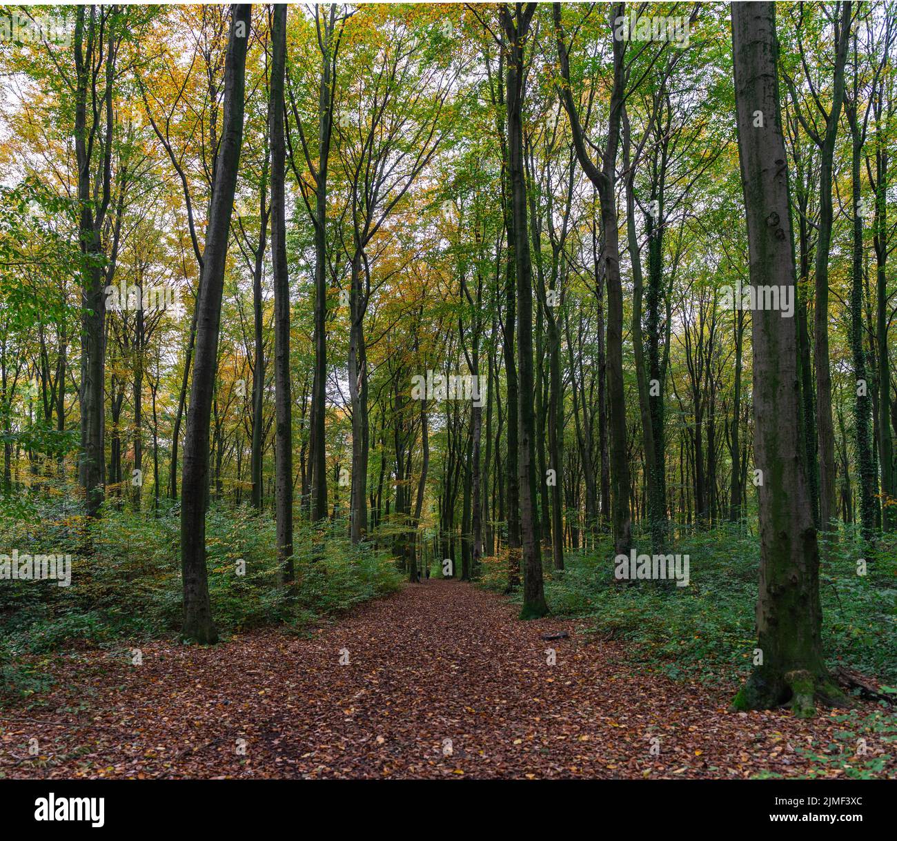 Una passeggiata nella foresta di Duisburg in autunno Foto Stock