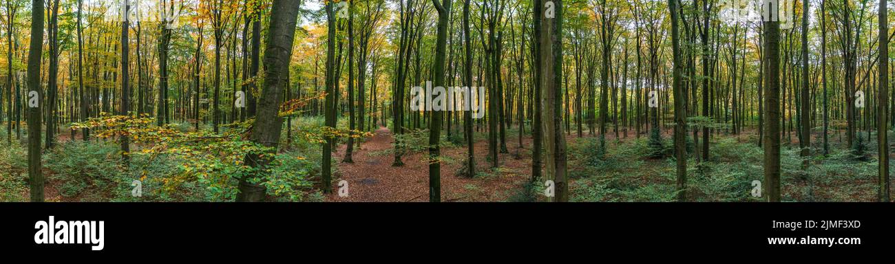 Una passeggiata nella foresta di Duisburg in autunno Foto Stock