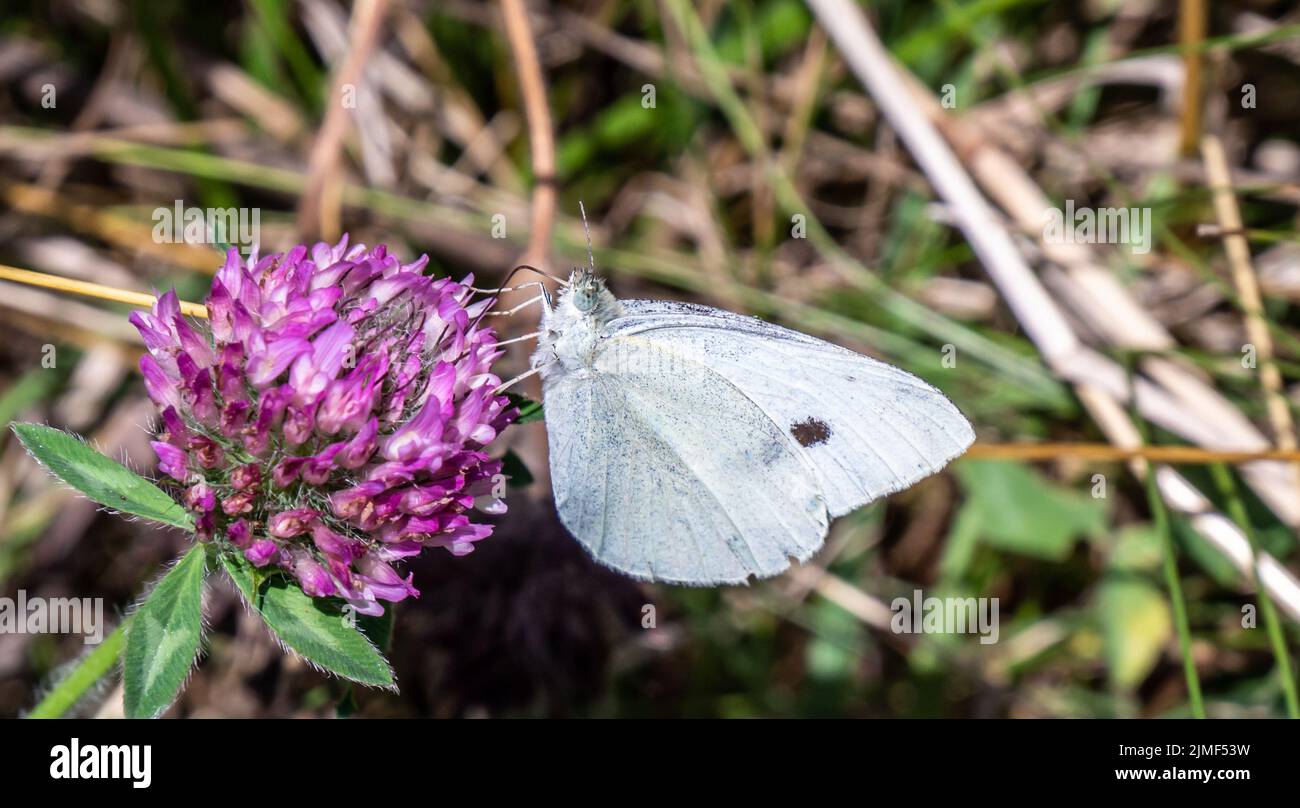 Primo piano di una farfalla bianco cavolo che raccoglie nettare dal fiore viola su una pianta di trifoglio selvatico che sta crescendo in un campo in una calda giornata di sole. Foto Stock