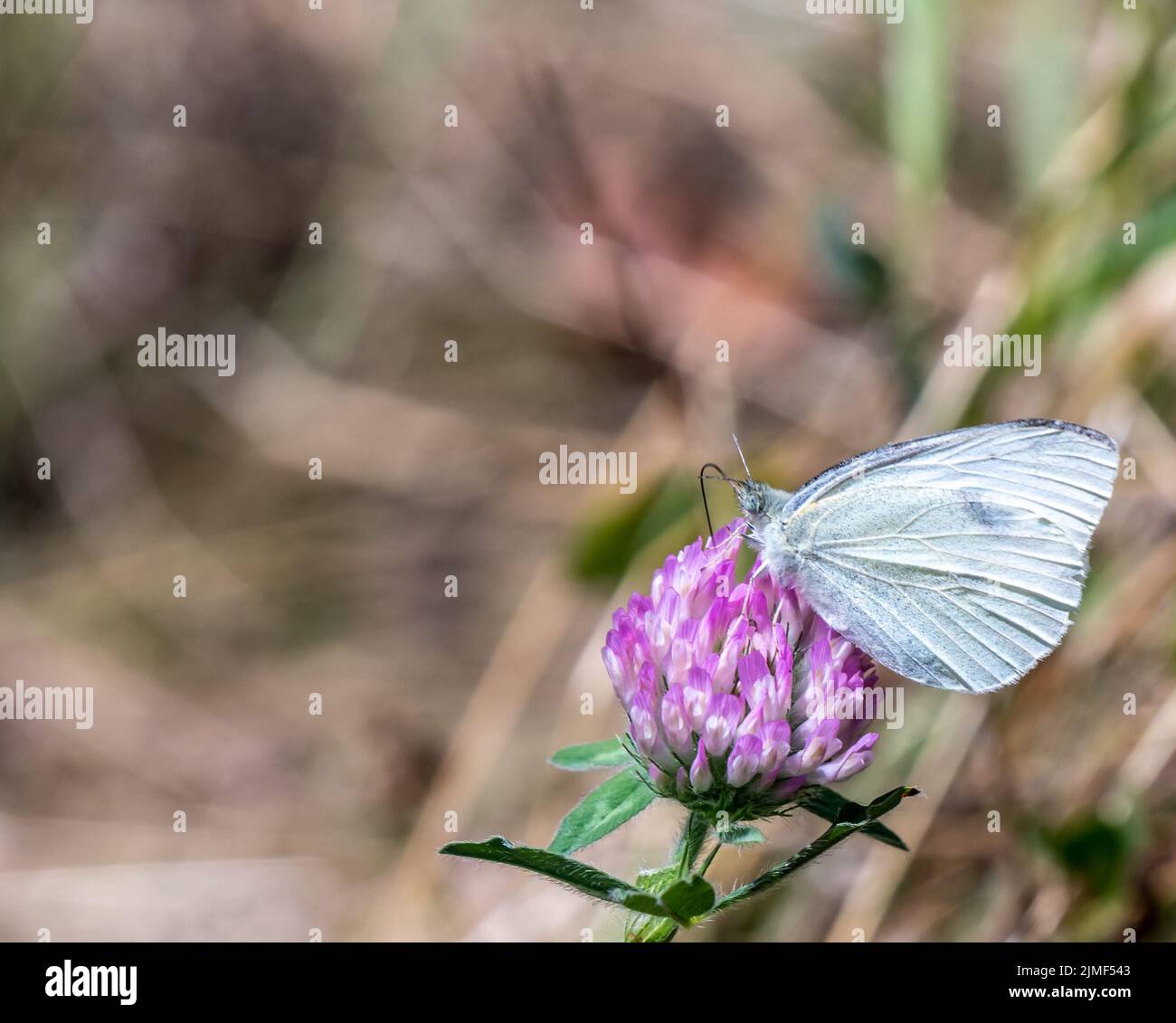 Primo piano di una farfalla bianco cavolo che raccoglie nettare dal fiore viola su una pianta di trifoglio selvatico che sta crescendo in un campo in una calda giornata di sole. Foto Stock