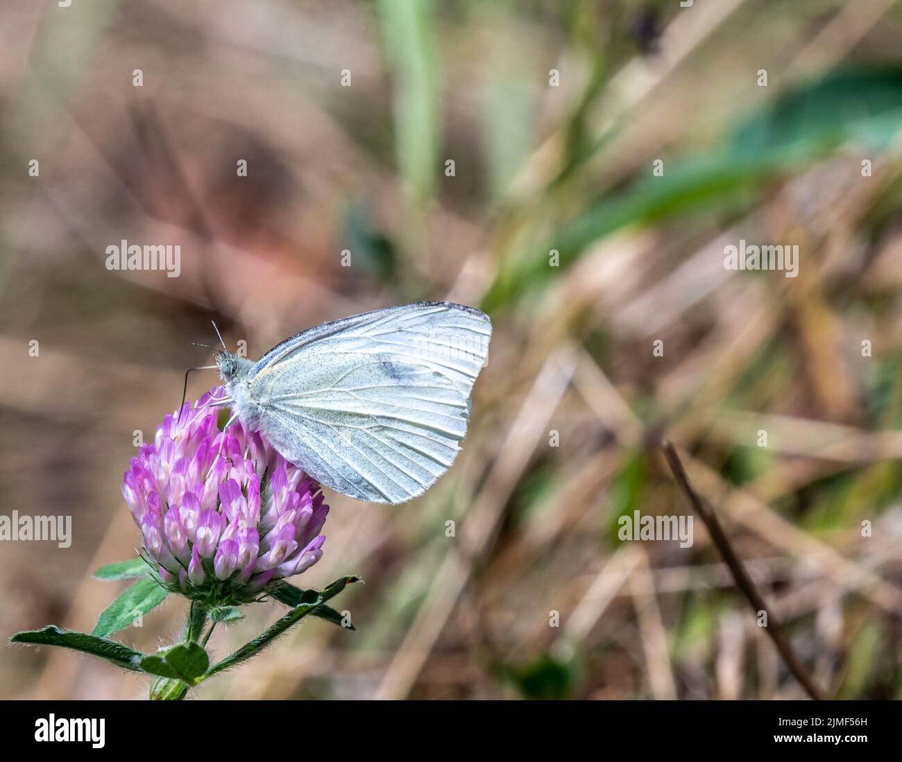 Primo piano di una farfalla bianco cavolo che raccoglie nettare dal fiore viola su una pianta di trifoglio selvatico che sta crescendo in un campo in una calda giornata di sole. Foto Stock