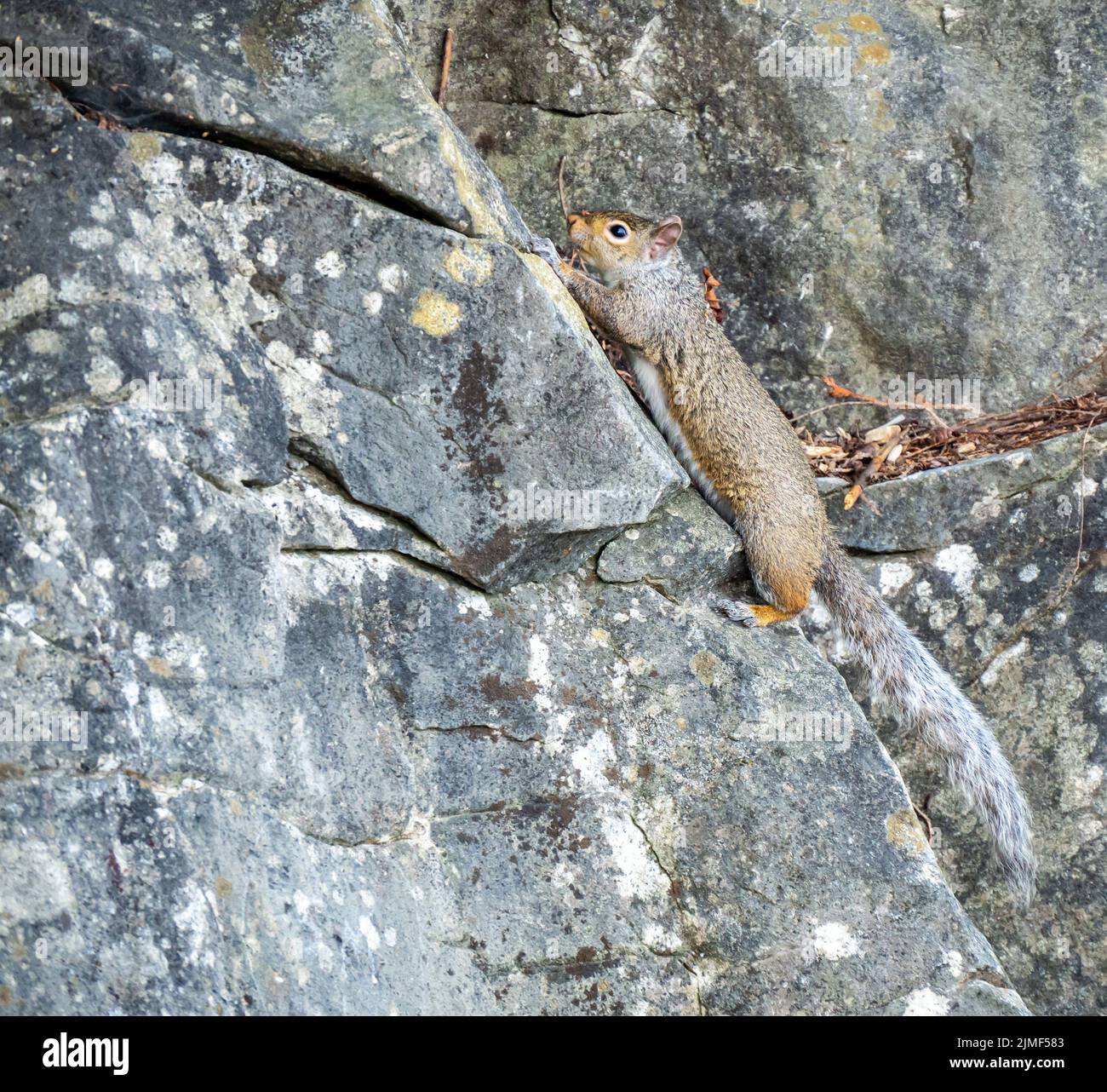 Primo piano di uno scoiattolo rosso americano che sale sul lato di una scogliera rocciosa in una calda giornata estiva nel mese di agosto. Foto Stock