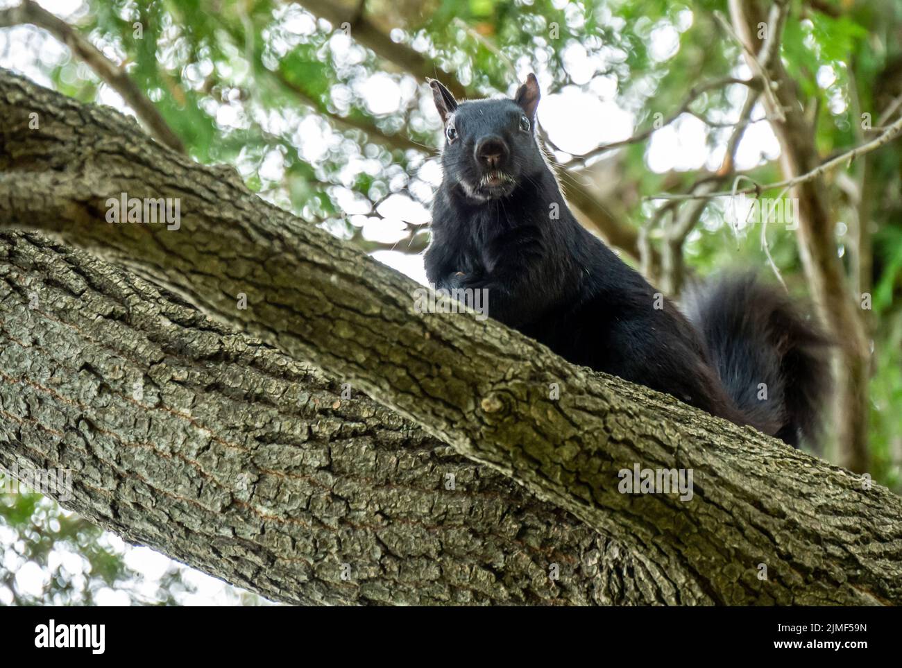 Primo piano basso angolo di vista di uno scoiattolo nero che è seduto su un ramo di albero in una giornata calda in agosto con uno sfondo sfocato. Foto Stock