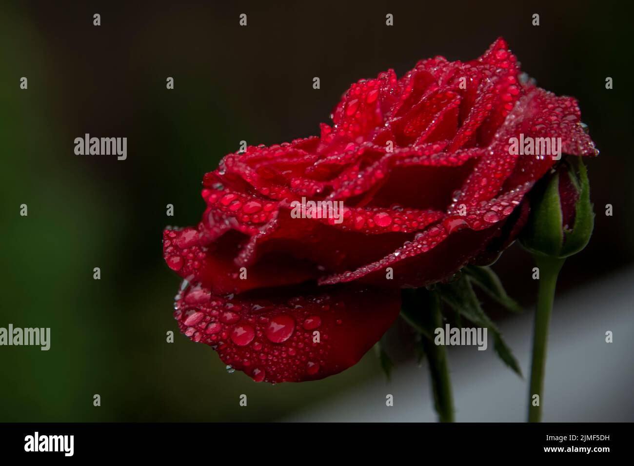 Bella rosa rossa con petali come velluti sotto la pioggia estiva Foto Stock