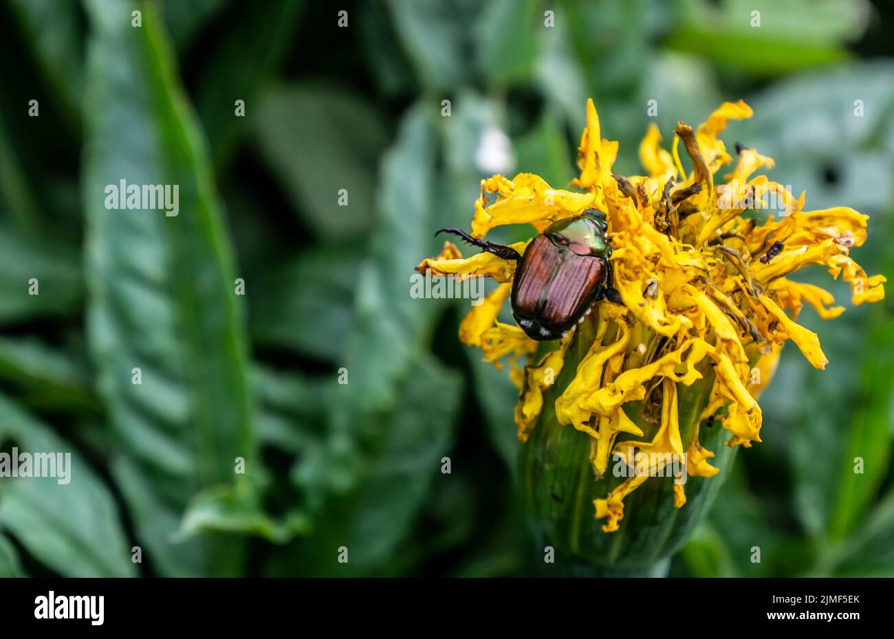 Primo piano di un coleottero giapponese che striscio sul fiore giallo di una pianta di paludi appassita che sta crescendo in un giardino fiorito in una giornata calda nel mese di agosto. Foto Stock