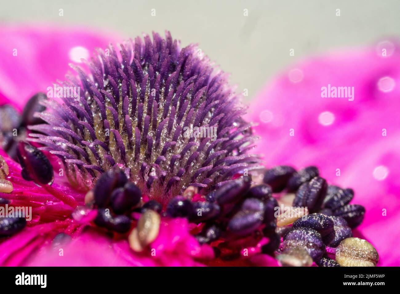 Vista dettagliata all'interno di un fiore di anemoni in colori incredibili in estate Foto Stock