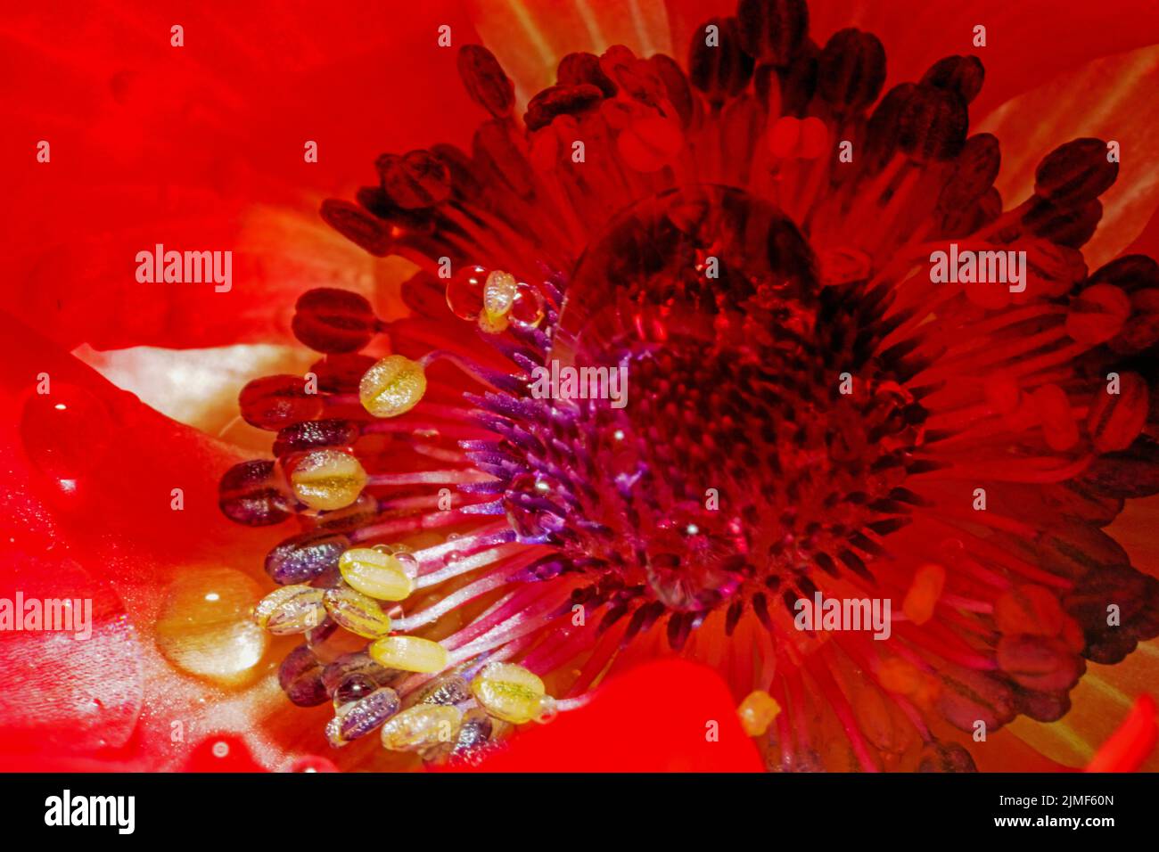 Vista dettagliata all'interno di un fiore di anemoni in colori incredibili in estate Foto Stock